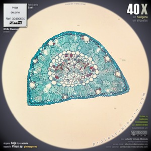 Acícula de gimnosperma